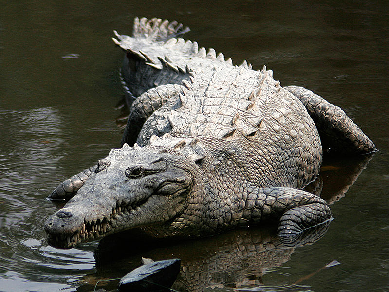 Archivo:Crocodylus acutus mexico 02-edit1.jpg