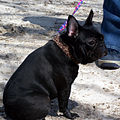 Black brindle - also known as seal brindle - so dark it may appear black, but closer inspection will reveal at least a few lighter coloured hairs.