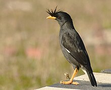 Great Myna AMSM5656.jpg