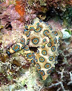 Greater blue-ringed octopus, Hapalochlaena lunulata (Jens Petersen)