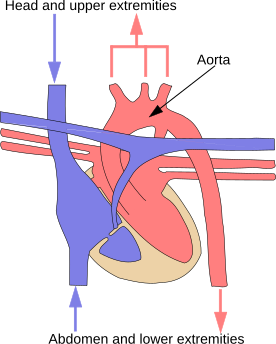 Файл:Illu systemic circuit.svg