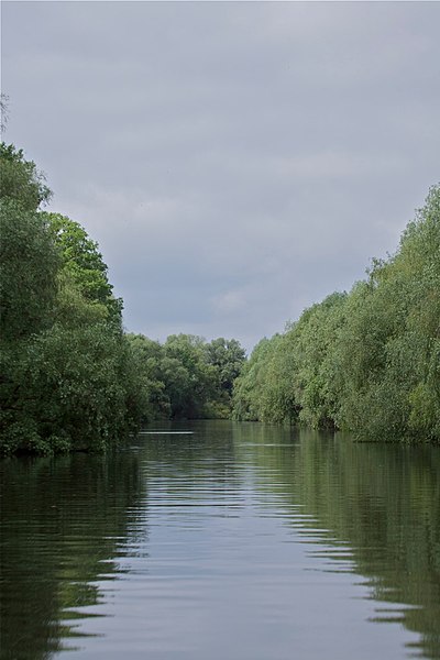 Файл:In Danube Delta.jpg