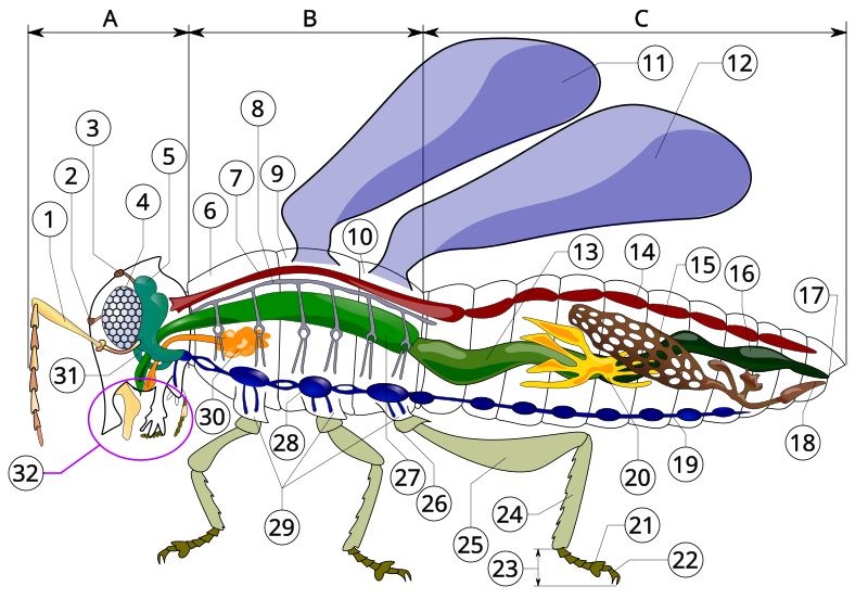 Файл:Insect anatomy diagram.svg