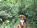 Forest footpath