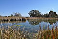 Manzanita Spring