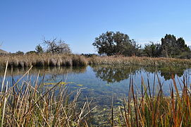 Manzanita Spring, Guadalupe Mountains, Texas