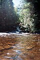 Photograph of running stream in Algonquin Park