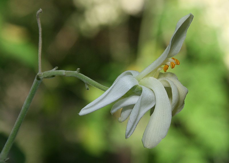 File:Moringa oleifera flower.jpg