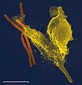 Neutrophil with anthrax