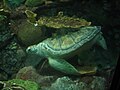 Nickel, a Green sea turtle at the aquarium