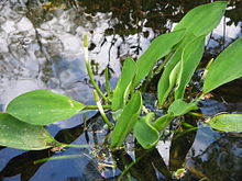 Orontium aquaticum opening3.jpg