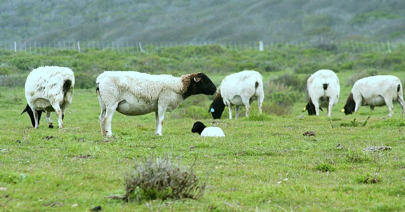 Файл:Point Buchon Trail sheep.jpg