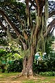 Spanish moss on a tree at a park in Singapore.