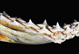 Lower teeth