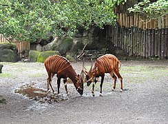 Bongos