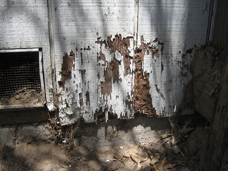 File:Termite damage.JPG