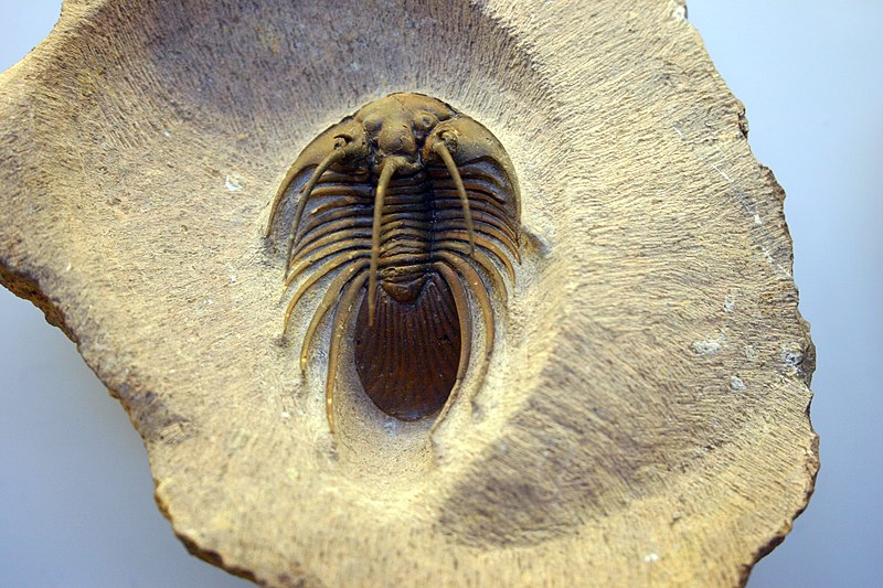 File:Trilobite Kolihapeltis chlupaci.jpg