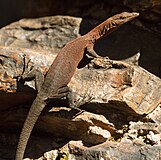 Варан Varanus hamersleyensis, эндемик хребта Хамерсли и его окрестностей