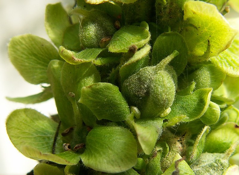 File:Verbascum thapsus fruit kz.jpg