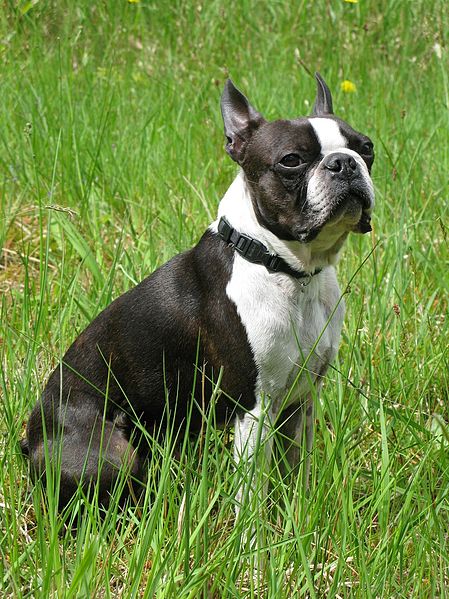 File:Boston Terrier male.jpg