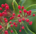 Flower buds