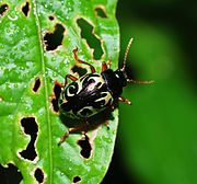 Calligrapha sp.