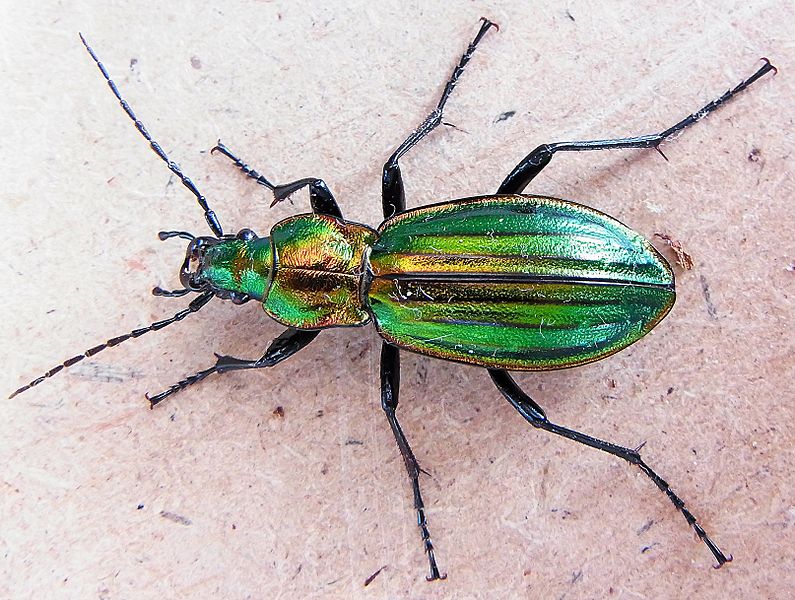 File:Carabus lineatus up.jpg