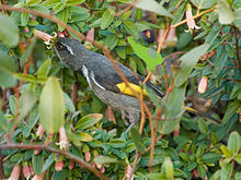 Male crescent honeyeater feeding on a flower in a dense Correa shrub