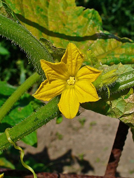 Archivo:Cucumis sativus 0002.JPG