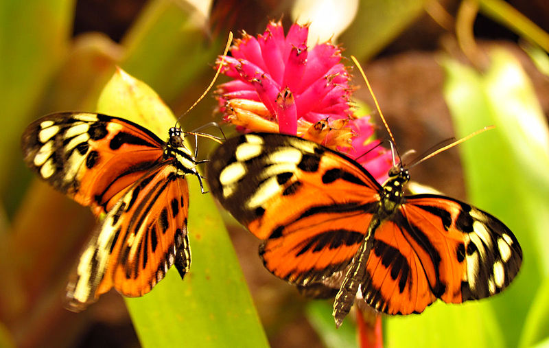 File:Disturbed Tigerwings, Quito.jpg