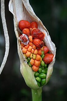 Dracunculus canariensis.jpg