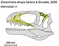 Miniatura para Eocarcharia dinops