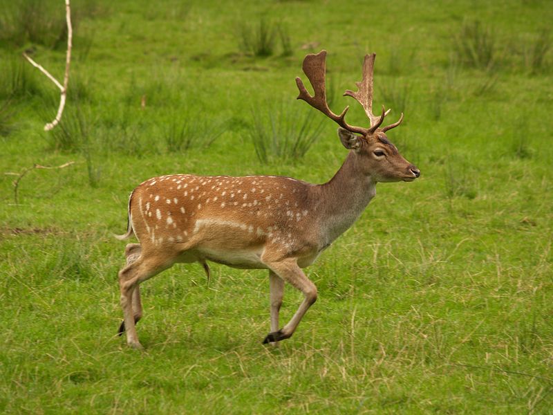 Файл:Fallow deer in field.jpg