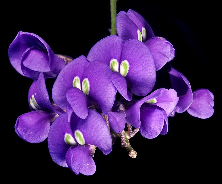 File:Hardenbergia comptoniana (8692913244).jpg