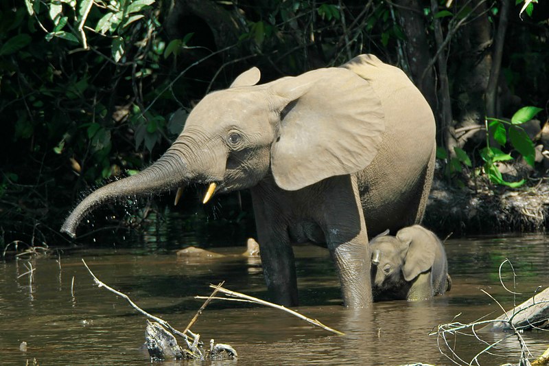 Archivo:Loxodontacyclotis.jpg