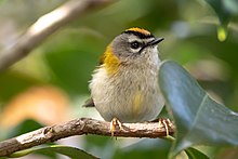 small bird with greenish upperparts, orange crown and white supercilium