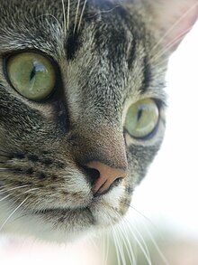 Male mackerel tabby cat.jpg