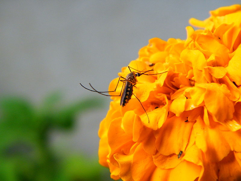 File:Mosquito on Flower.JPG