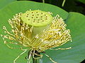 Seed head without petals