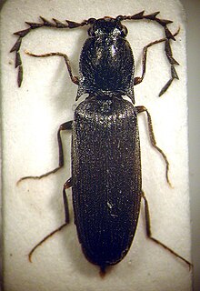 Orithales serraticornis.jpg