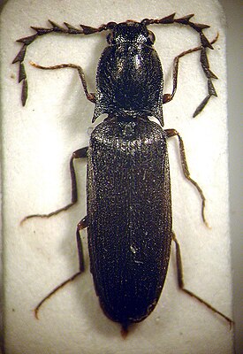 Orithales serraticornis