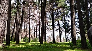 Árboles en el parque