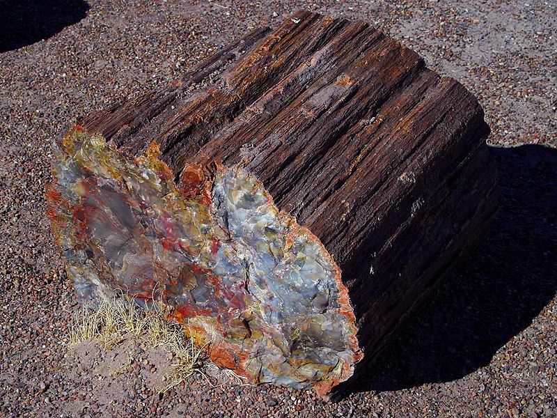 Archivo:PetrifiedWood.jpg