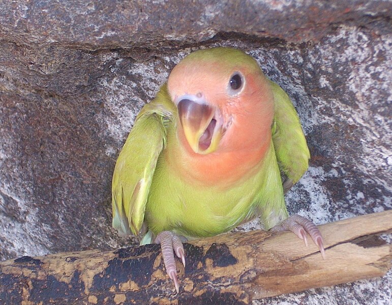 File:Roseicollis lovebird.jpg