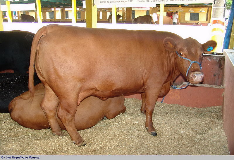 File:Santa Gertrudes 250307 4.JPG