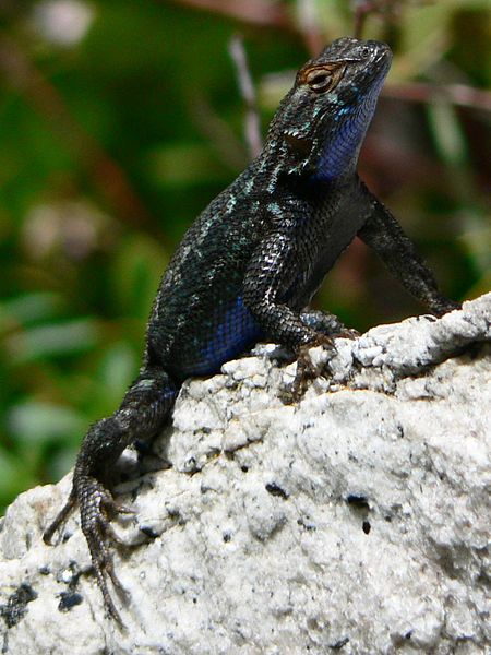 File:Sceloporus occidentalis 08290.JPG