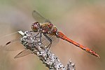 Thumbnail for Common darter