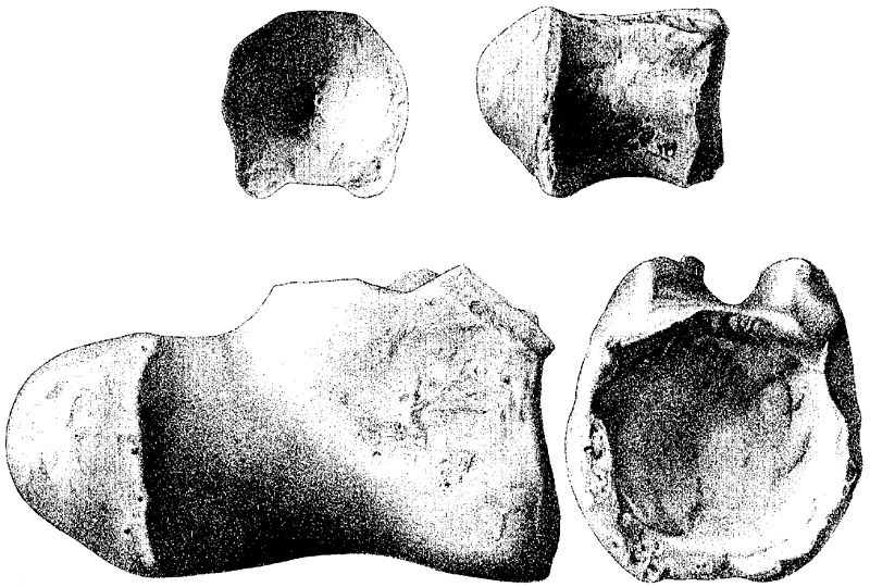 File:Titanosaurus blanfordi.jpg