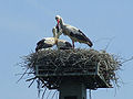 White Stork feeding the young