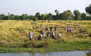 農村秋收